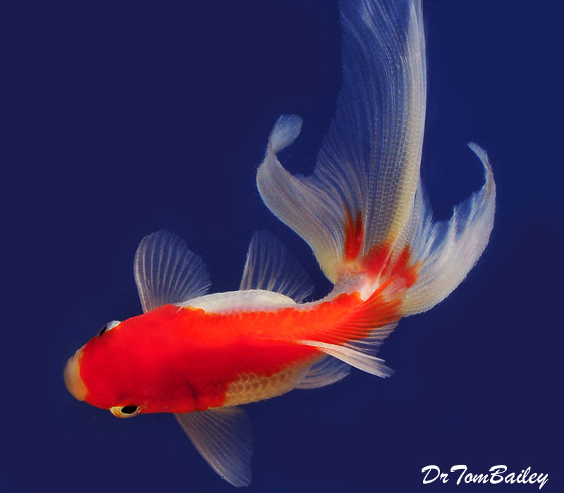 Premium Red &amp; White Fantail Goldfish