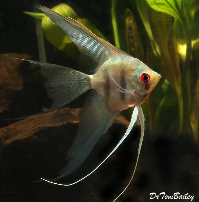 Premium Silver Veiltail Angelfish