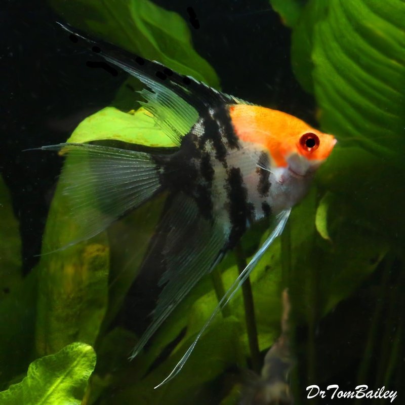 Premium Koi Veiltail Angelfish