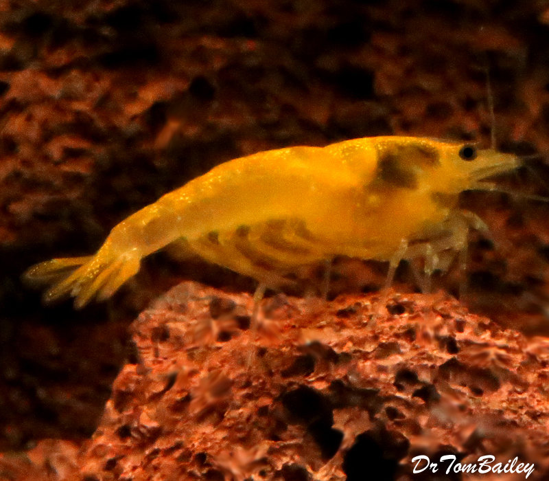 Premium Yellow Shrimp