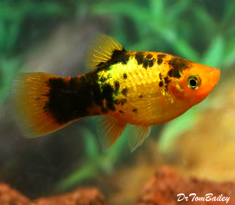 Premium Rare New, Neon Gold Calico Platy, on SALE