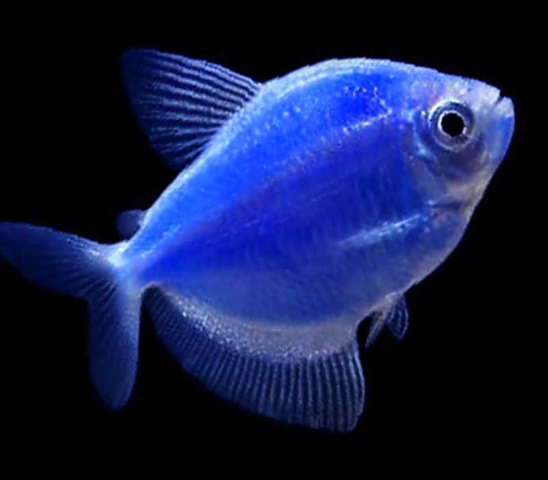 Premium Cosmic Very-Blue GloFish Tetra