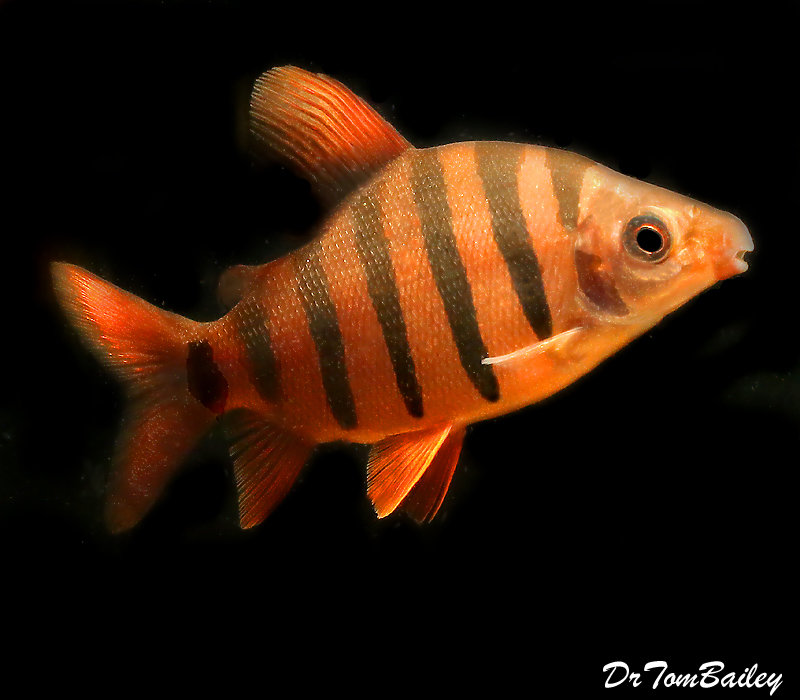 Premium Rare WILD, 6-Band Distichodus Sexfasciatus, can grow to be very large.