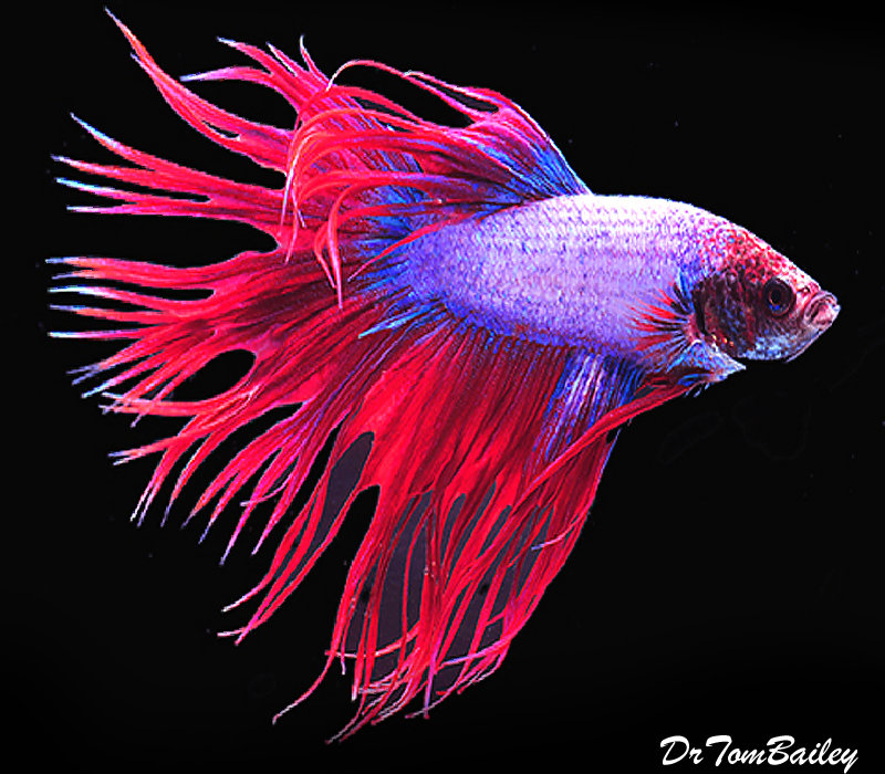 Premium MALE Cambodian Crowntail Betta