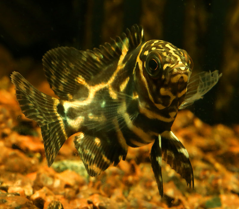 Common oscar fish Clearance