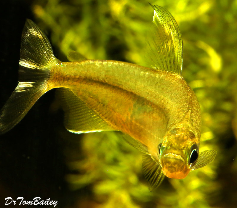 Premium Rare New, Yellow Congo River Tetra