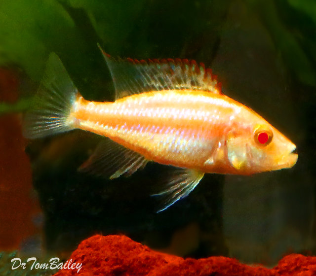 Premium Rare Lake Malawi, Albino Compressiceps Hap, Cichlid, on Sale