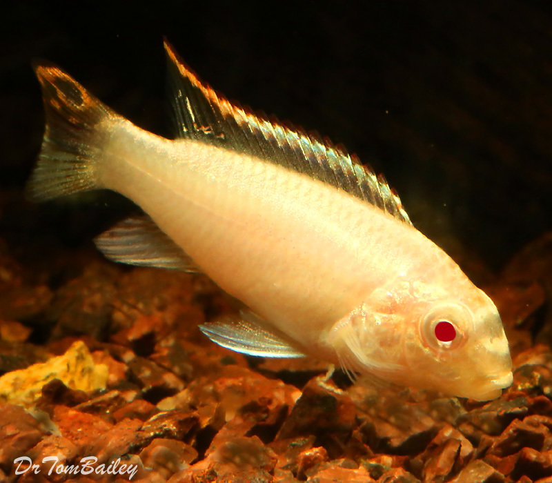 Premium Albino Kribensis Cichlid