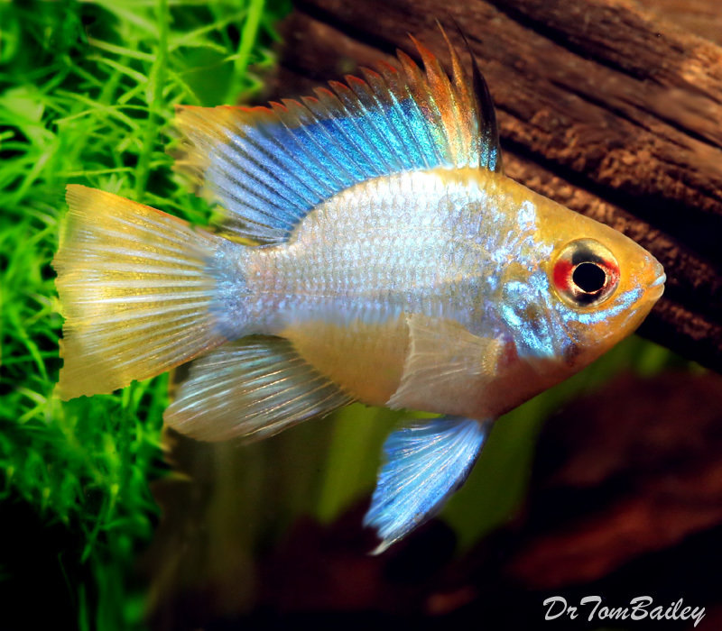 Premium Rare Electric Blue Balloon Ram Cichlid
