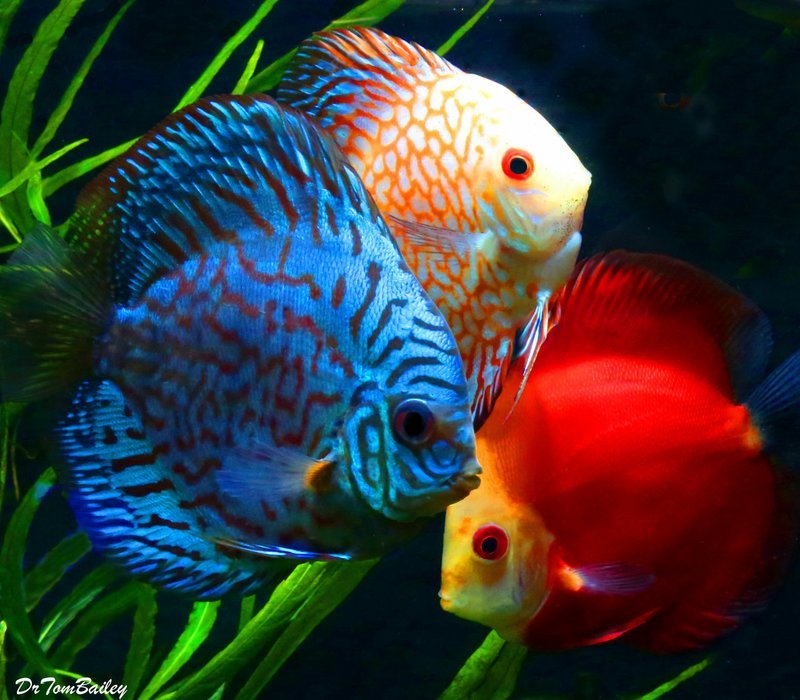Premium Assorted Discus