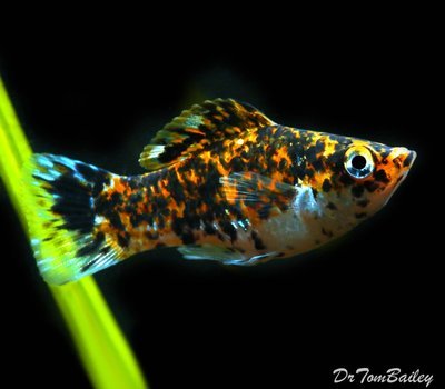 Premium Speckled Molly