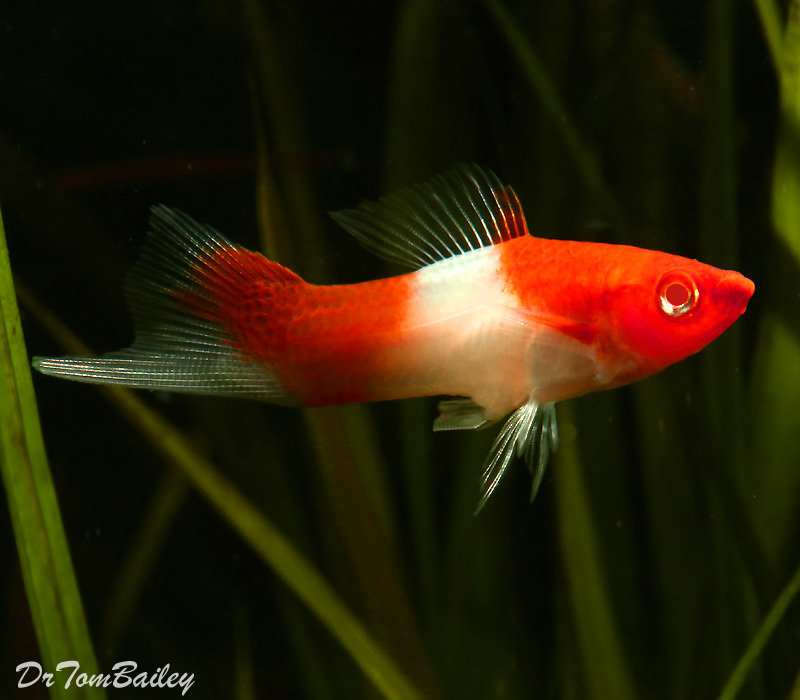 Premium New &amp; Rare, Kohaku (Koi) Swordtail