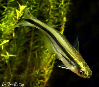 Premium WILD, African Debauwi Schooling Catfish