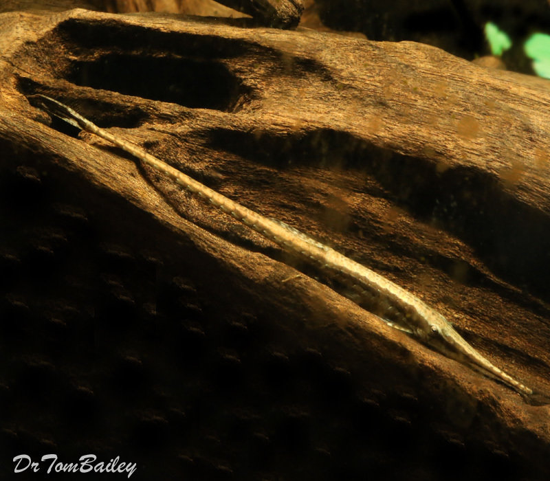 Premium Rare WILD, Farlowella Catfish