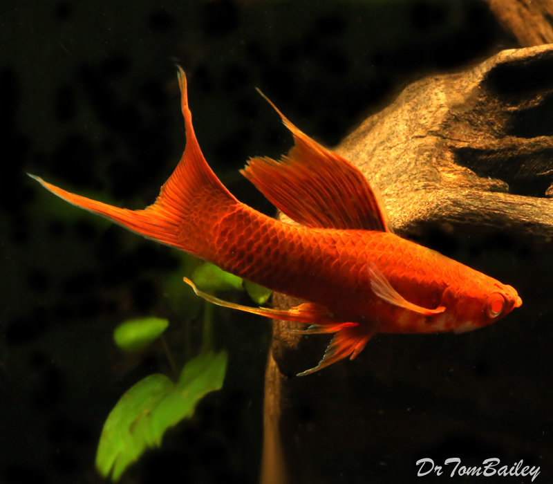 Premium Rare Red-Eye Red Lyretail Swordtail, on SALE