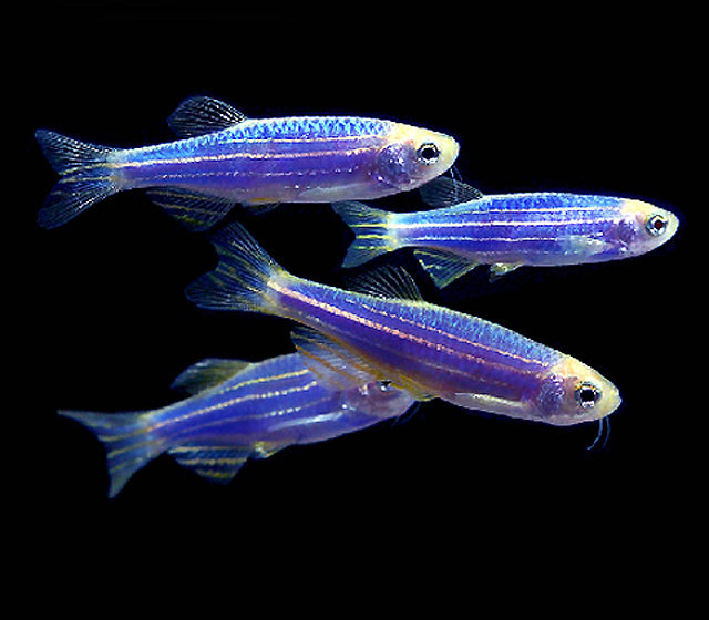 Premium Cosmic Very-Blue GloFish Danio
