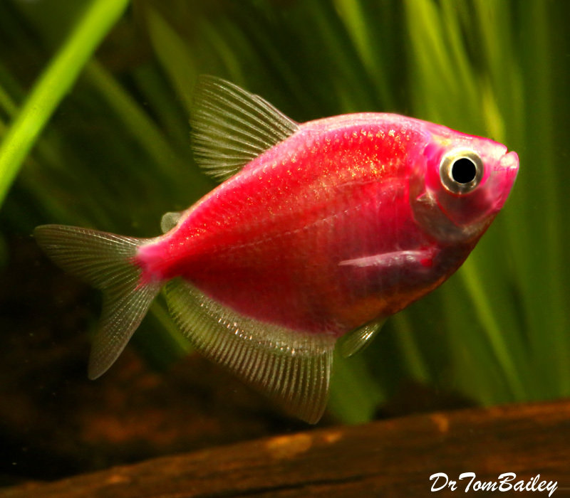 Premium Starfire Red-Red GloFish Tetra SALE- was $12.99