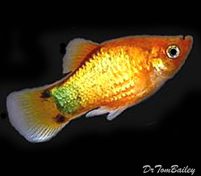 Premium Rare Neon Sunburst Mickey Mouse Platy, on SALE, was $4.29