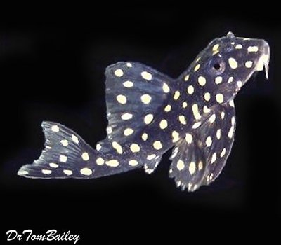 Premium WILD, Rare Galaxy Plecostomus, L007