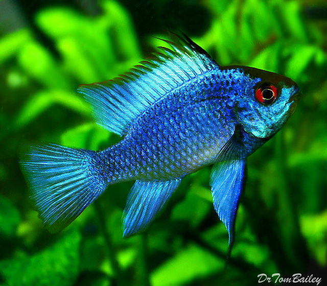 Premium Electric Blue Ram Cichlid