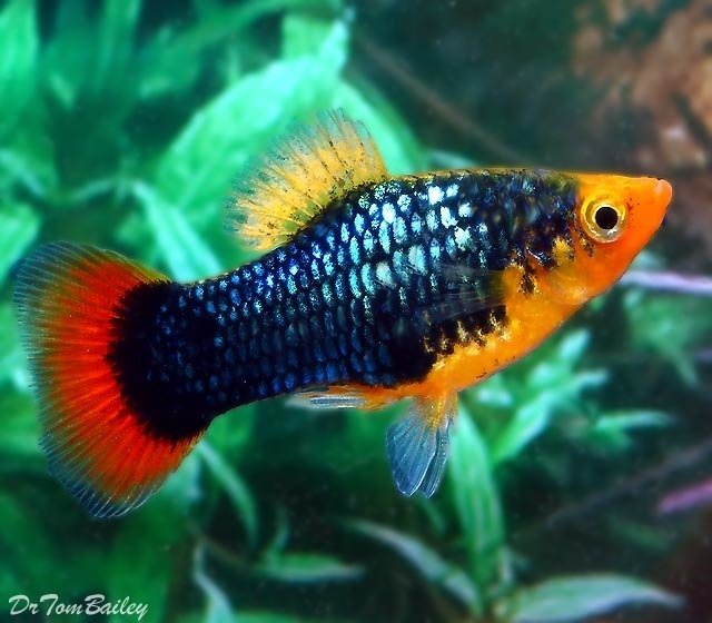 Premium Red Tail Black Variatus Platy