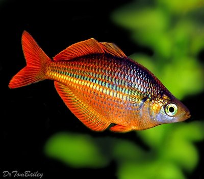 Premium Trifasciata Rainbowfish