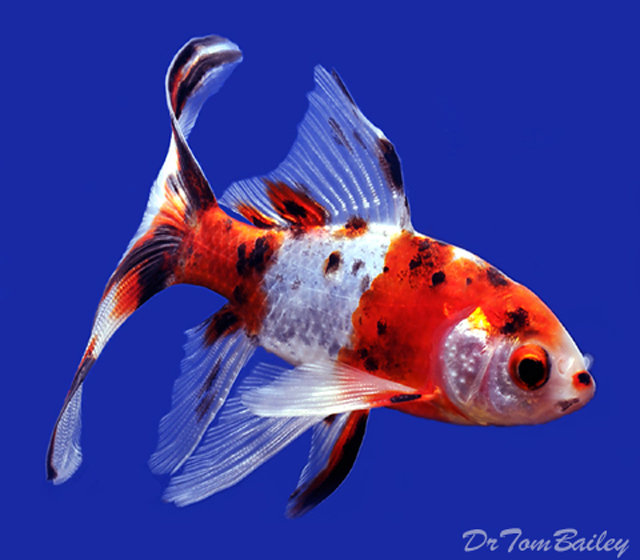 Premium Shubunkin Calico Pond Comet