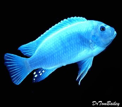 Premium Lake Malawi Cobalt Blue Zebra Mbuna Cichlid, on SALE