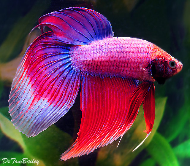 Premium MALE Cambodian Betta Fish