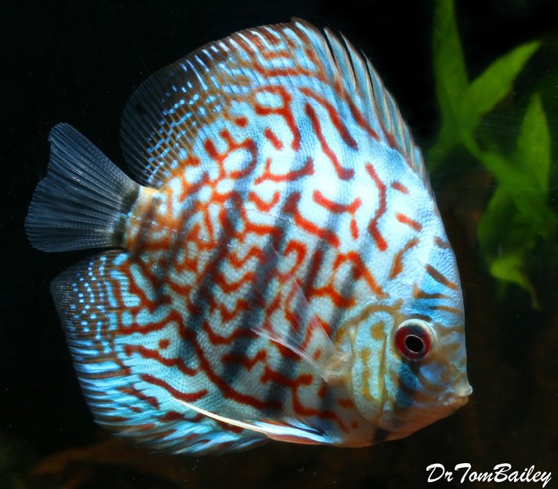 Premium Red Turquoise Discus
