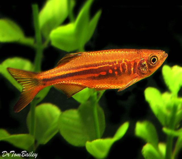 Premium Giant Danio