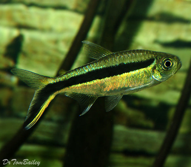 Premium Penguin Tetra