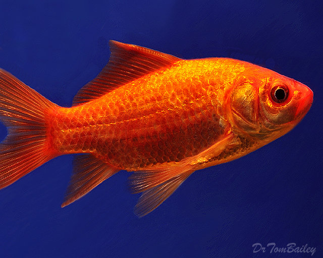 Premium Red Pond Comet