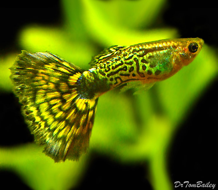 Premium MALE Green Cobra Fancy Guppy