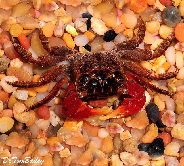 Premium Red Claw Crab, on SALE