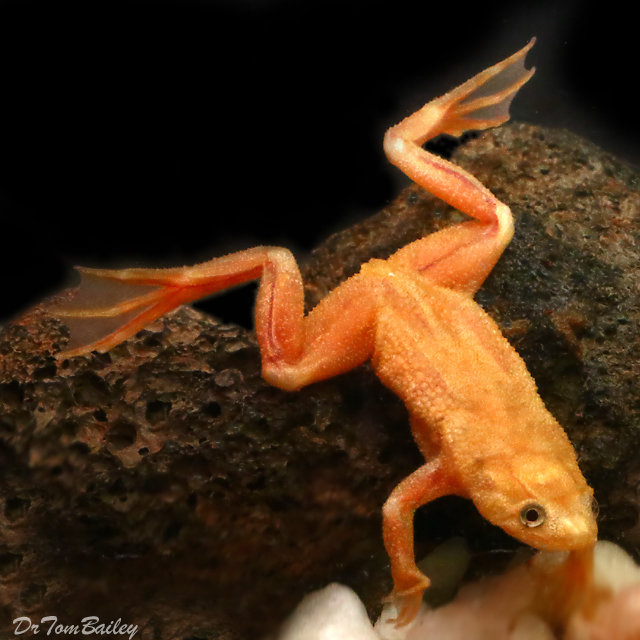 Premium Rare Golden African Dwarf Frog