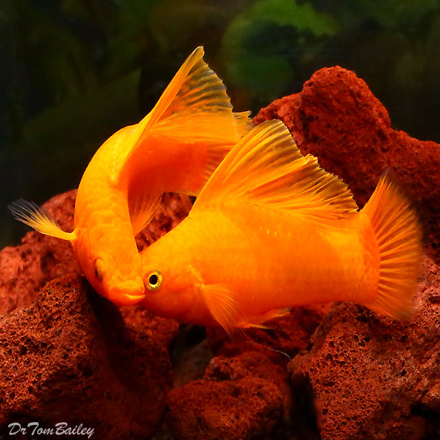 Premium MALE Rare Tangerine Sailfin Molly, on SALE