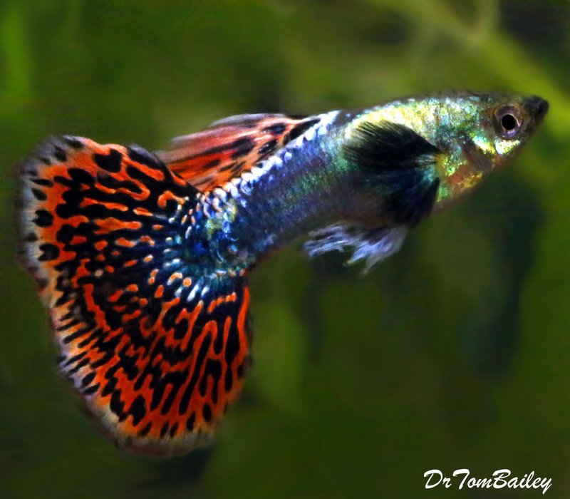 Premium MALE Rare Dumbo Ear Fancy Guppy