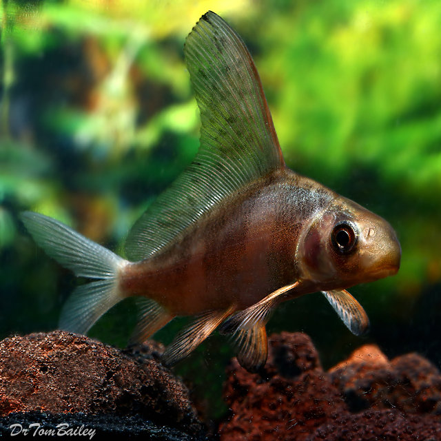 Premium Rare Banded Hifin Shark