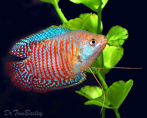 Premium Male Young Dwarf Gourami,Types Of Birch Trees In California