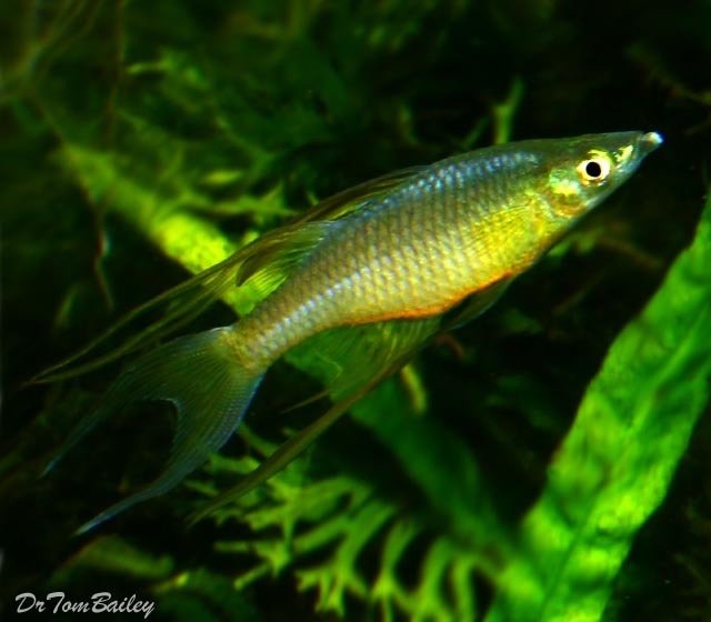 Premium Threadfin Rainbowfish, Nano Fish