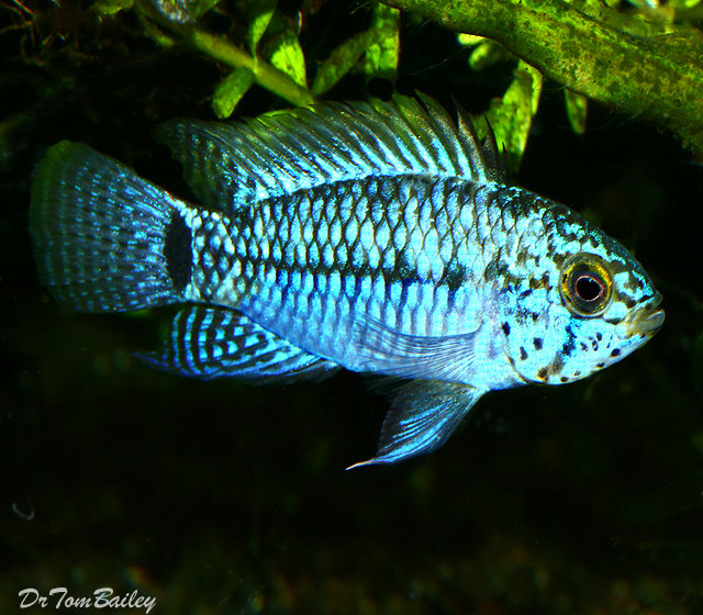 Premium Blue Face Apistogramma Dwarf Cichlid