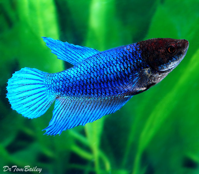 Premium FEMALE Blue Betta Fish