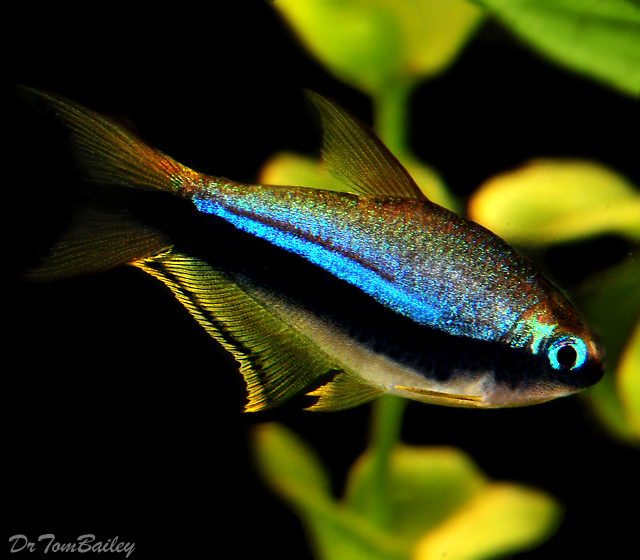 king tetra fish