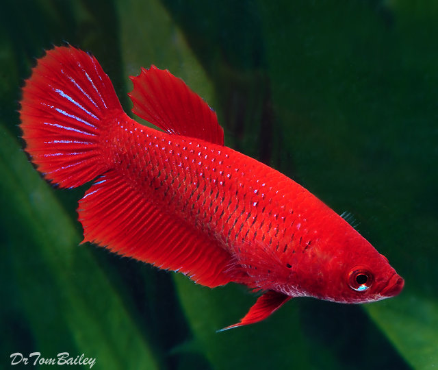 Premium FEMALE Red Betta Fish