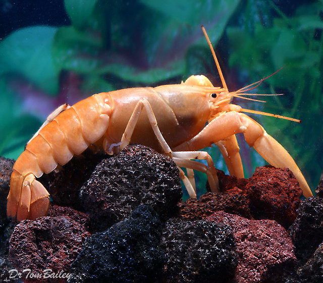 Premium Rare Freshwater Apricot Lobster