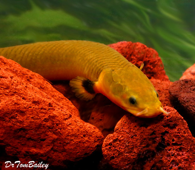 Premium WILD, Rope Fish, also called a Reed Fish, Erpeoichthys calabaricus