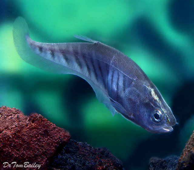 Premium Clown Knifefish
