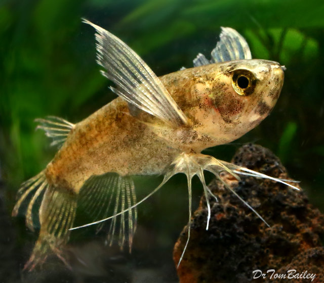Premium WILD, African Butterfly Fish