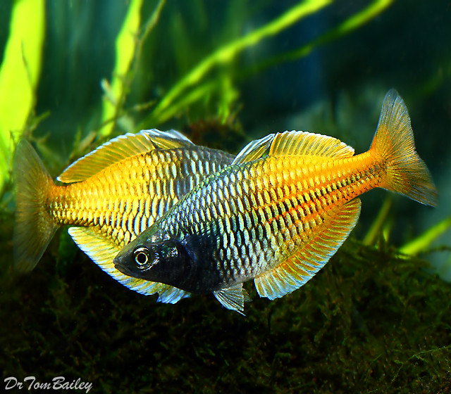 Premium Boesemani Rainbowfish, on SALE